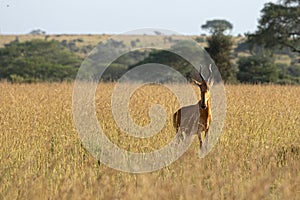 Jacksons Hartebeest, Alcelaphus buselaphus on the plains of Africa photo
