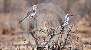 Jacksons hornbill standing on a tree