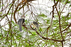 Jacksons Hornbill Tockus jacksoni in Tanzania Africa
