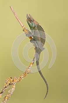 Jacksonâ€™s Chameleon, Chamaeleo jacksonii xantholophus