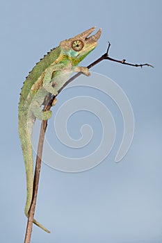 Jacksonâ€™s Chameleon, Chamaeleo jacksonii xantholophus