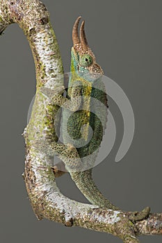 Jacksonâ€™s Chameleon Trioceros jacksonii