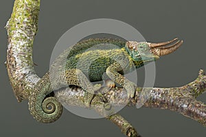 Jacksonâ€™s Chameleon Trioceros jacksonii