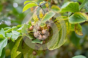 Jacktree Sinojackia xylocarpa cluster of ovoid brown fruits