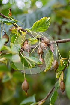 Jacktree Sinojackia xylocarpa ovoid brown fruits