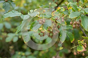 Jacktree Sinojackia xylocarpa with ovoid brown fruits