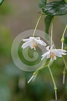 Jacktree Sinojackia xylocarpa some bright white flowers