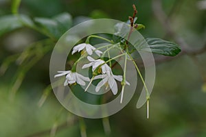 Jacktree Sinojackia xylocarpa some pending bright white flowers