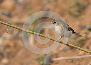 Jacky Winter flycatcher Microeca fascinans perched