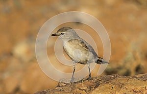 Jacky Winter flycatcher perched on a rock