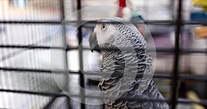 Jaco in cage gray African parrot at home
