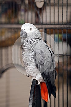 Jaco parrot on a cage photo