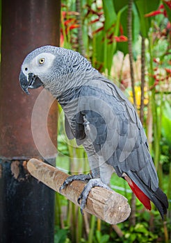 Jaco. wildlife in Bali birds and reptiles park photo