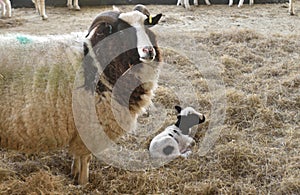 Jacob Ewe Sheep with lamb in lambing shed