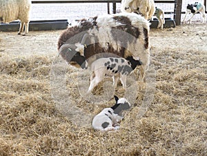 Jacob Ewe Sheep with lambs in lambing shed