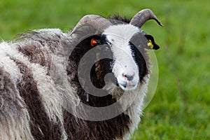 A Jacob Ram