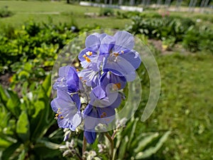 Jacob's-ladder or Greek valerian (Polemonium caeruleum) flowering with blue and white flowers in the garden