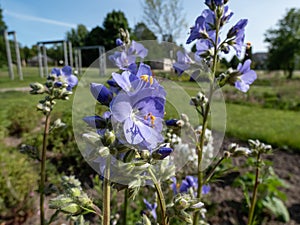 Jacob's-ladder or Greek valerian (Polemonium caeruleum) flowering with blue and white flowers in the garden