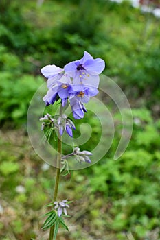 Jacob`s ladder plant Polemonium caeruleum - medicinal plant