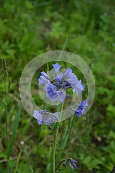 Jacob`s ladder plant Polemonium caeruleum - medicinal plant