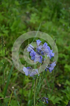 Jacob`s ladder plant Polemonium caeruleum - medicinal plant