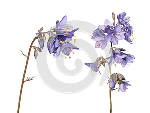 Jacob`s ladder plant or Polemonium caeruleum - medicinal plant isolated on white background