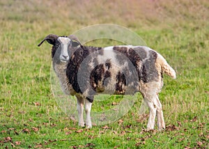 Jacob`s Sheep - Ovis aries In Charlecote Park, Warwickshire, England.