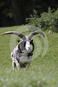 Jacob sheep