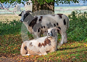 Jacob Sheep - Ovis aries, at rest, Warwickshire, England.