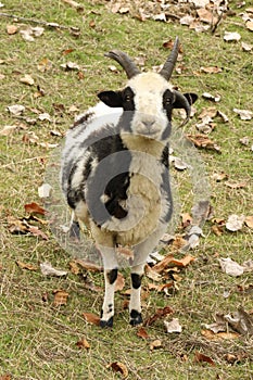 Jacob Sheep