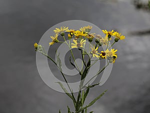 Jacobaea erucifolia or hoary ragwort flower (Senecio erucifolius) blooming in spring