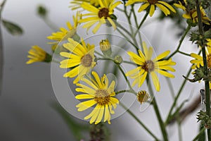 Jacobaea erucifolia or hoary ragwort flower (Senecio erucifolius) blooming in spring