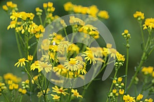 Jacobaea erucifolia or hoary ragwort flower (Senecio erucifolius) blooming in spring