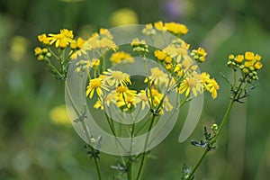 Jacobaea erucifolia or hoary ragwort flower (Senecio erucifolius) blooming in spring