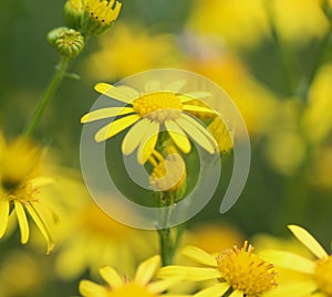 Jacobaea erucifolia or hoary ragwort flower (Senecio erucifolius) blooming in spring