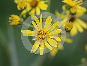 Jacobaea erucifolia or hoary ragwort flower (Senecio erucifolius) blooming in spring