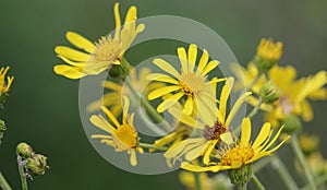 Jacobaea erucifolia or hoary ragwort flower (Senecio erucifolius) blooming in spring