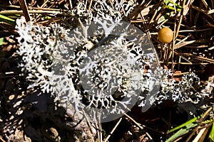 Jacobaea Leucophylla lichen in the forest