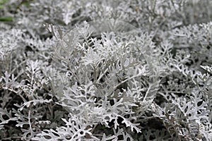 Jacobaea maritima. Dusty miller, Silver ragwort, Silver dust.