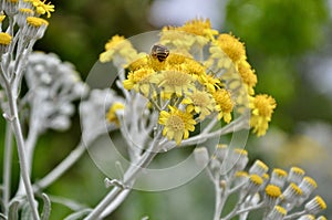 Jacobaea maritima, Silver Ragworta perennial plant in the genus Jacobaea of daisy family that includes ragworts.