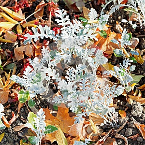 Jacobaea maritima SilverDust and leaf litter
