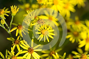 Jacobaea vulgaris common ragwort yellow flowers closeup selective focus
