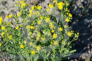 Jacobaea vulgaris, common ragwort yellow flowers closeup selective focus