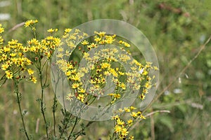 Jacobaea Vulgaris, Ragwort Or Benweed