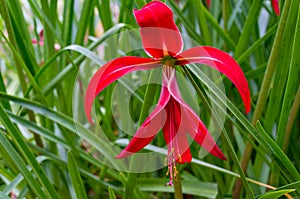 Jacobean lily, amaryllis flower
