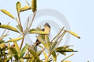 Jacobin cuckoo