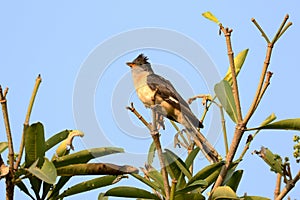 Jacobin cuckoo