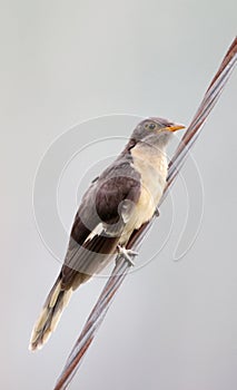 Jacobin cuckoo juvenile
