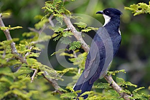 Jacobin cuckoo (Oxylophus jacobinus)