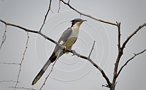 Jacobin cuckoo or pied crested cuckoo perched on a tree branch